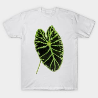 Colocasia esculenta 'Illustris' - Botanical Illustration T-Shirt